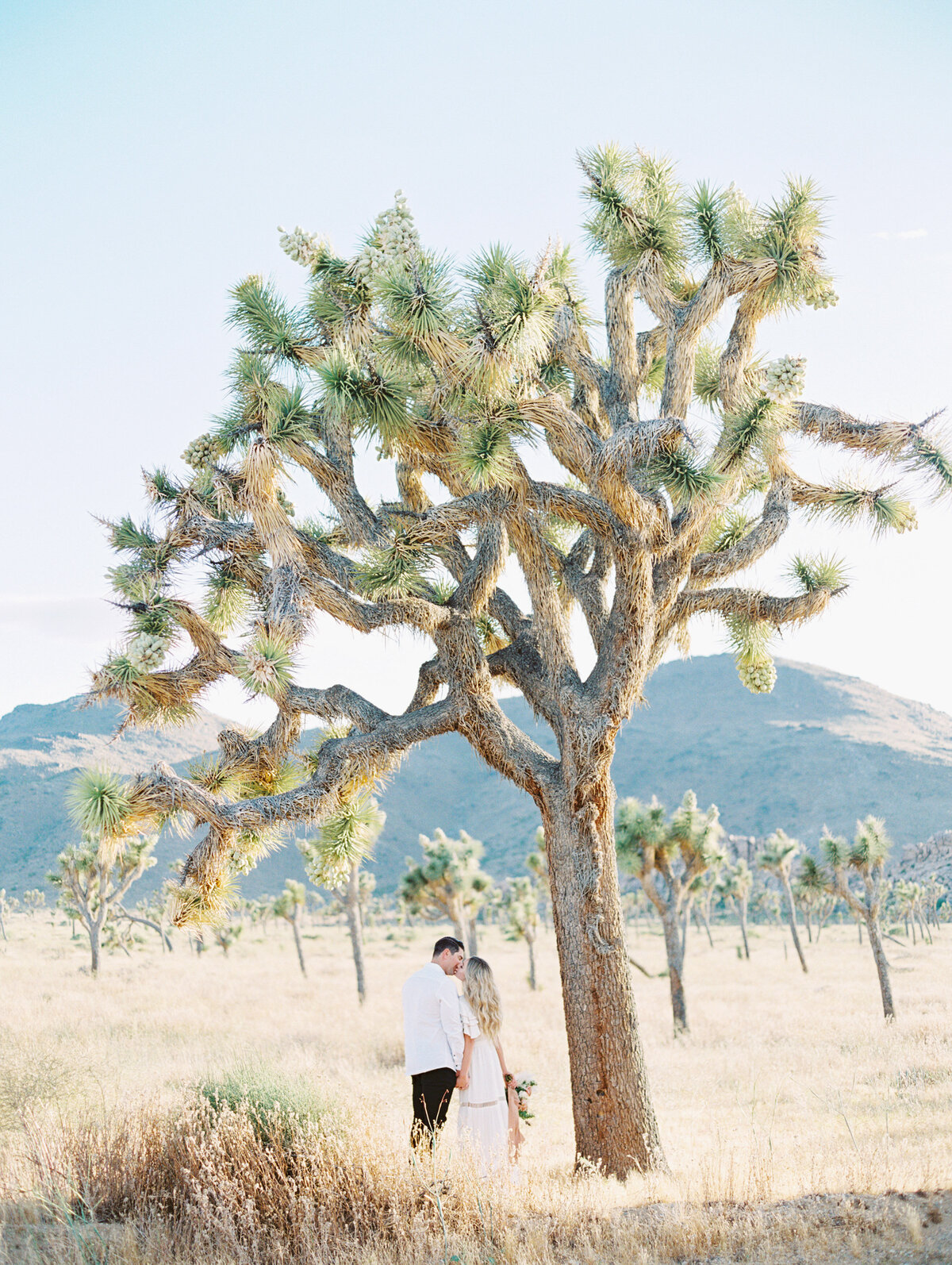 Engagement beneath a Joshua Tree